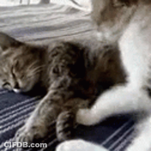 Cat And Dog Lying On Blue Blanket GIF