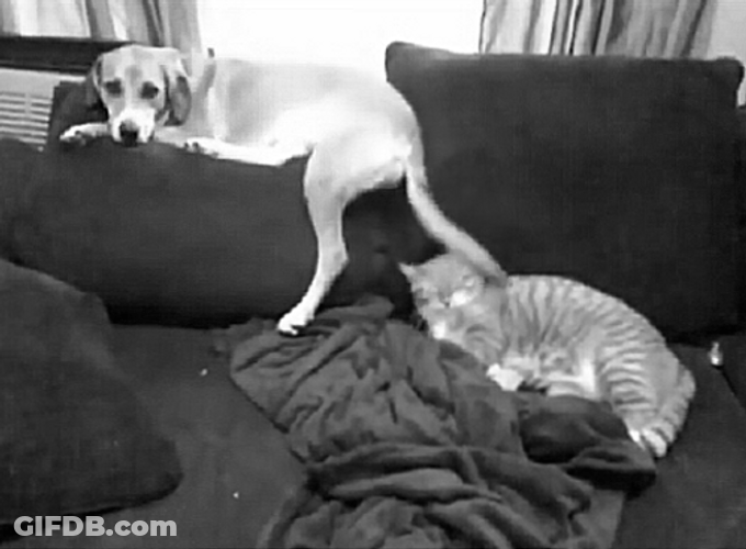 Cat And Dog Meh Moments GIF