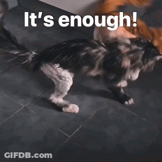 Cat And Dog Playing Saying It's Enough GIF