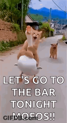 Cat And Dog Riding Duck GIF