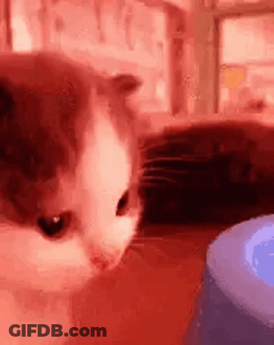 Cat And Dog Side By Side GIF