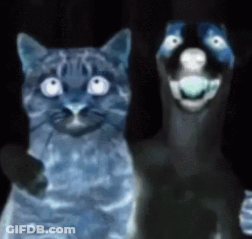 Cat And Dog Side By Side Looking At Camera GIF