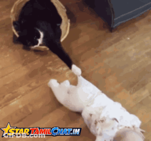 Cat And Dog With Star Tamilchat.in GIF