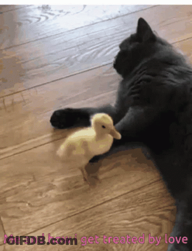 Cat And Duck Saying Me And How I Get Treated By Love GIF