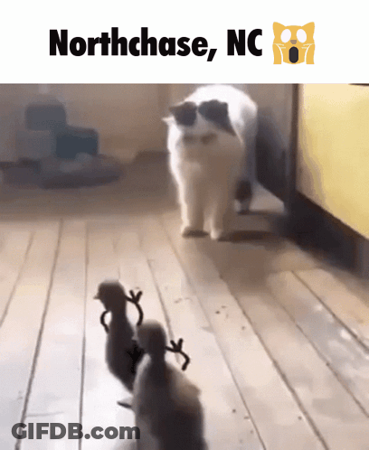 Cat And Duck With Northchase NC GIF