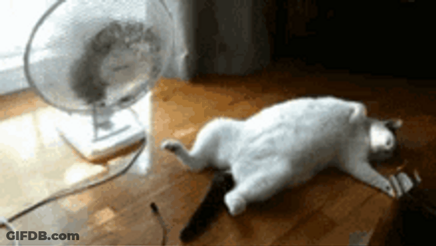 Cat And Electric Fan GIF
