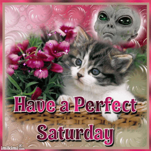 Cat And Flowers Saturday Blessings GIF