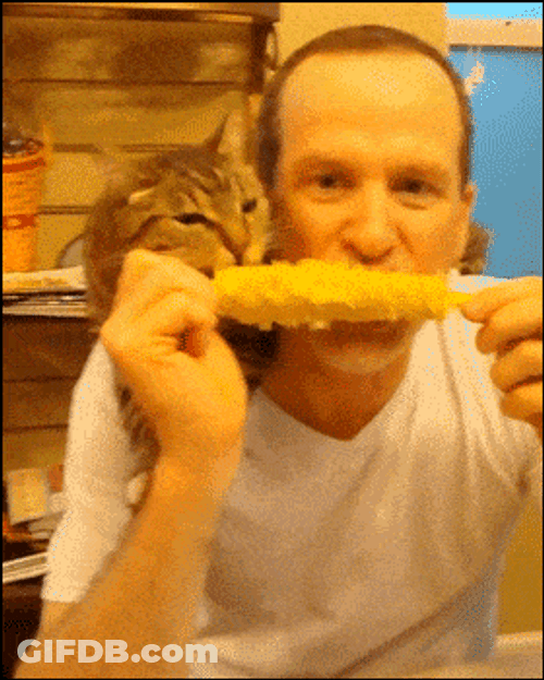 Cat  And FurDad Eating Corn GIF