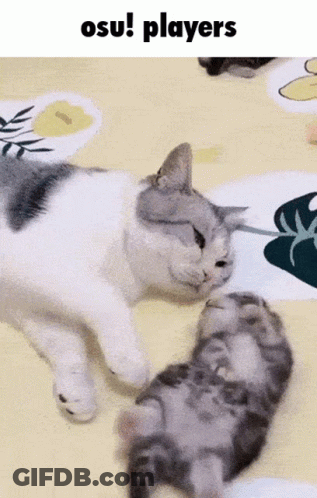 Cat And Kitten Laying On Bed Osu Players GIF