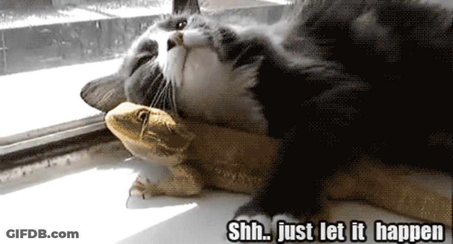 Cat And Lizard Hug Meme GIF