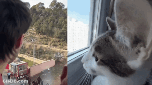 Cat And Man Looking Out Window Truck Saying AOA GIF