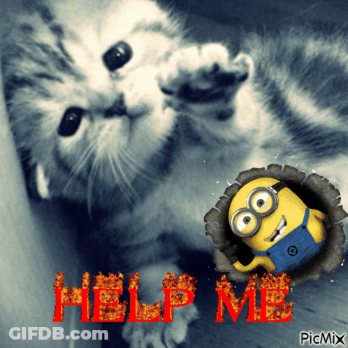 Cat And Minion With Help Me GIF