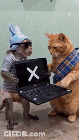 Cat And Monkey Holding Dell Laptop GIF