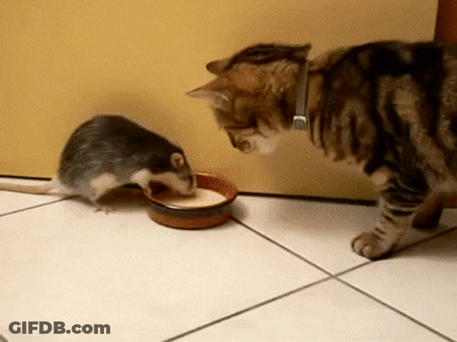 Cat And Mouse Drinking Milk GIF