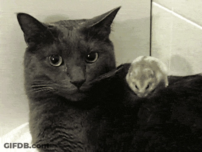 Cat And Mouse Sweet Friendship GIF
