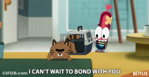 Cat And Netflix Advertisement GIF
