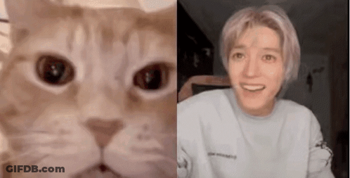 Cat And Person Close Up Faces GIF