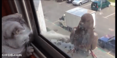 Cat And Pigeon Looking Out Window At Parking Lot GIF