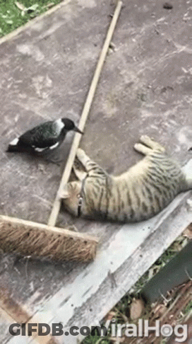 Cat And Pigeon Playing With Broom GIF