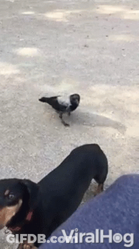 Cat And Pigeon Sitting On Bricks 1968 GIF