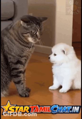 Cat And Puppy Staring At Star Logo GIF