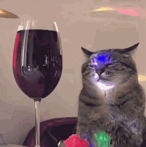 Cat And Red Wine GIF