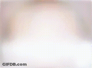 Cat And Seagull Standing On Railing GIF