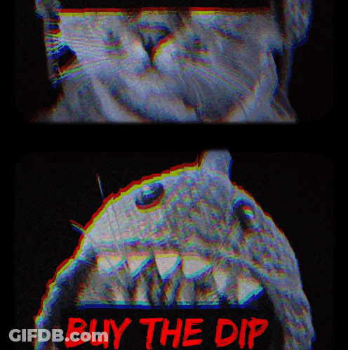 Cat And Shark With Buy The Dip GIF