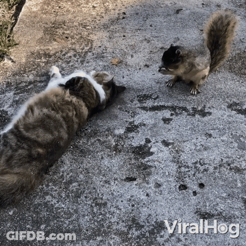 Cat And Squirrel Lying, Squirrel Looking GIF