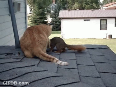 Cat And Squirrel On Roof GIF