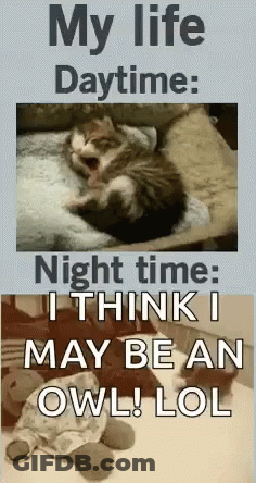 Cat And Stuffed Animal My Life Daytime Nighttime GIF