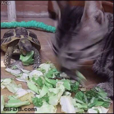 Cat And Turtle Eating Lettuce Turtle Eating Cabbage GIF