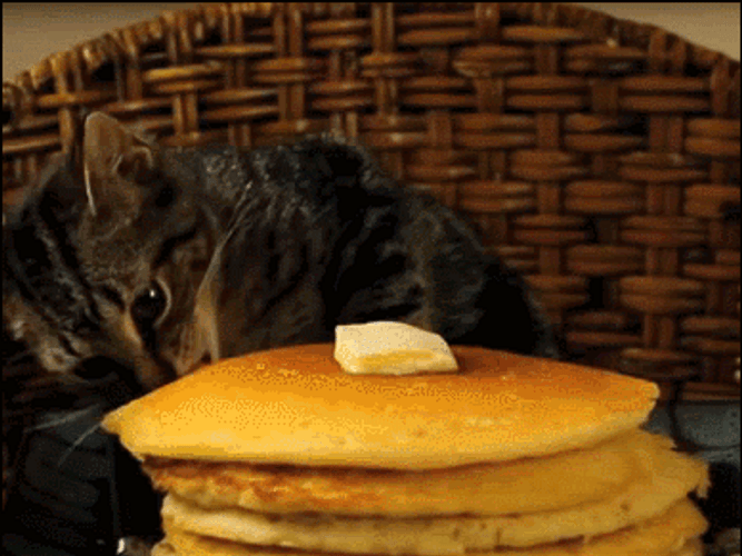 Cat Animal Eating GIF