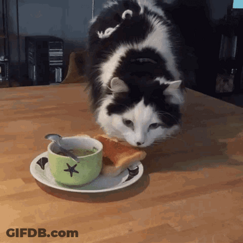 Cat Animal Stealing Food GIF