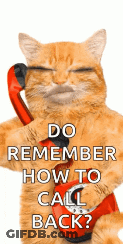 Cat Answering Phone Call GIF