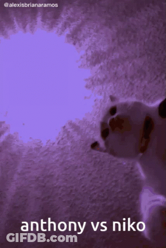 Cat Anthony Vs Niko GIF