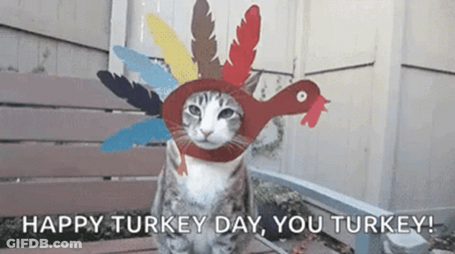 Cat As A Turkey Happy Turkey Day GIF