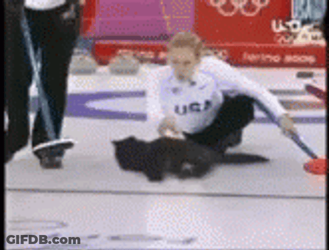 Cat As Curling Stone GIF