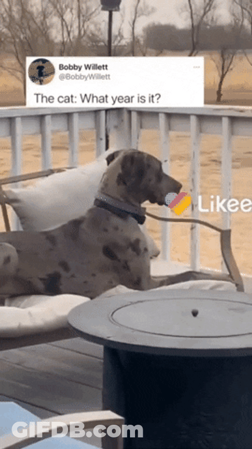 Cat Asking What Year Is It GIF
