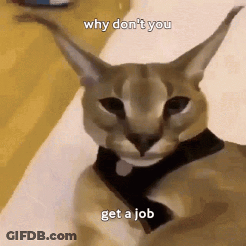 Cat Asking Why Don't You Get A Job GIF