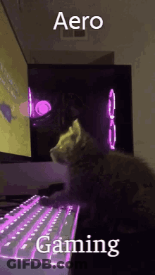 Cat At Computer Keyboard Looking At Screen GIF
