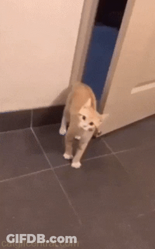 Cat At Door With Catgifcentral.com GIF