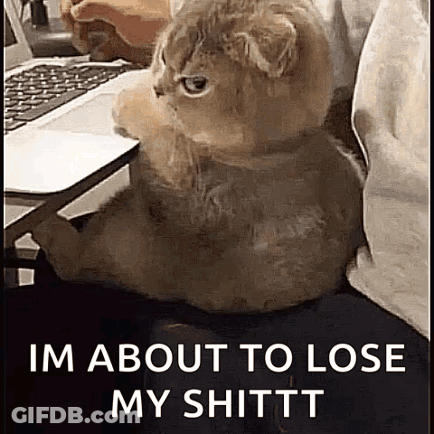 Cat At Laptop Saying I'm About To Lose My Shittt GIF