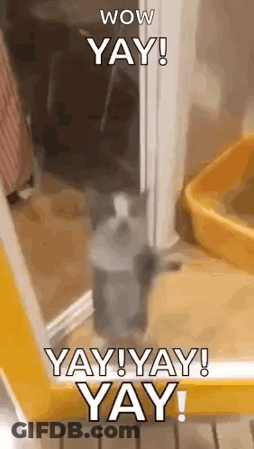 Cat At Mirror Saying Wow Yay Yay Yay GIF