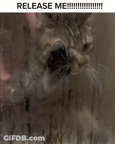 Cat At Shower Door Saying Release Me GIF