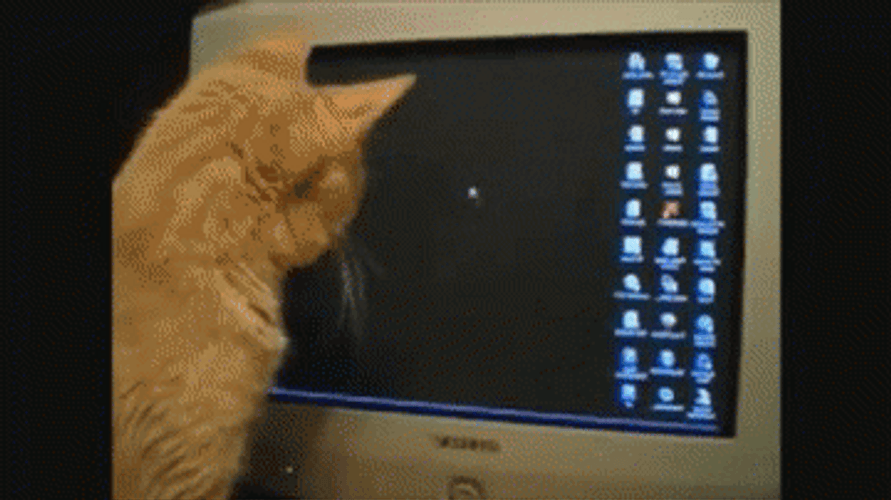 Cat At The Computer GIF