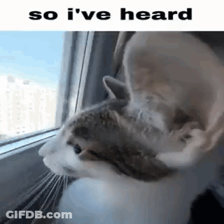 Cat At Window Ears Outstretched Saying So I've Heard GIF
