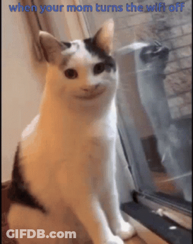 Cat At Window When Your Mom Turns Wifi Off GIF
