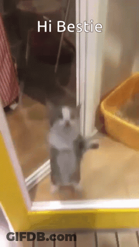 Cat At Yellow Door Saying Hi Bestie GIF