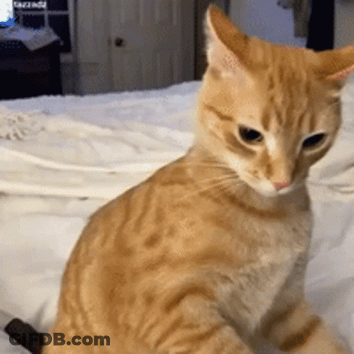 Cat Attack Cat Tiktok GIF